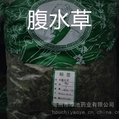 中药材 腹水草 多少钱一斤 厚池药业 供应腹水草