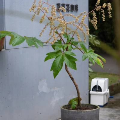 基地出售通脱木景区园林绿化常绿灌木地栽苗种植基地