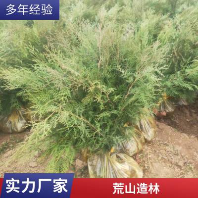 1.5米侧柏 精品侧柏树苗 侧柏 荒山绿化苗木 带土发货 基地供应