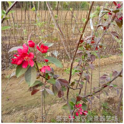 大量销售花牛苹果树苗 苹果种子 盆栽 润泰一号苹果苗