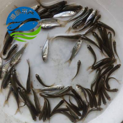 垦利县鲮鱼苗销售鲮鱼苗厂家连平高埗土鲮鱼