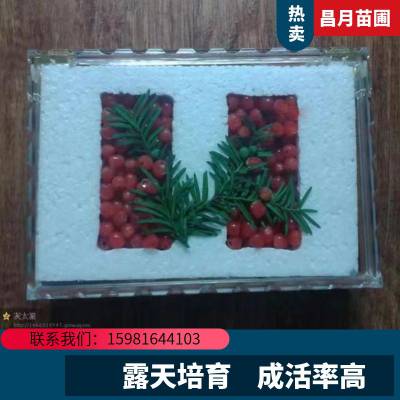 吉林金叶红豆杉 金叶红豆杉价格 红豆杉苗批发基地