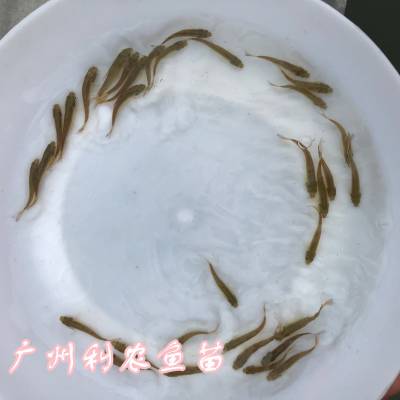 湖南郴州土鲮鱼苗批发湖南株洲麦鲮鱼苗出售