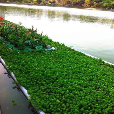 设计定制 人工浮岛浮床 水生态治理水质净化 水生植物造景浮床