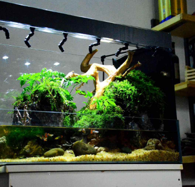 昆明迷你雨林缸哪家公司定制好 云南鲸涛水族鱼缸海鲜池定制供应
