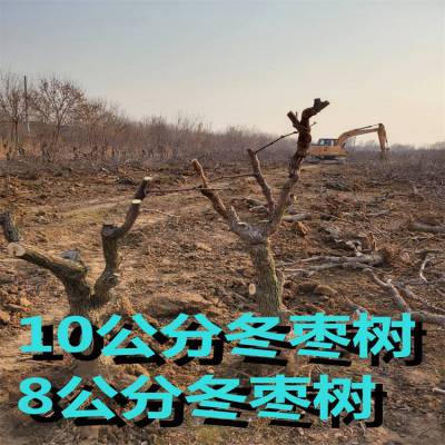 出售5公分冬枣树苗 冠幅饱满 土球包装 6公分地栽枣树基地