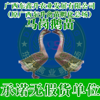 -ֳ-Ѽ-ռ