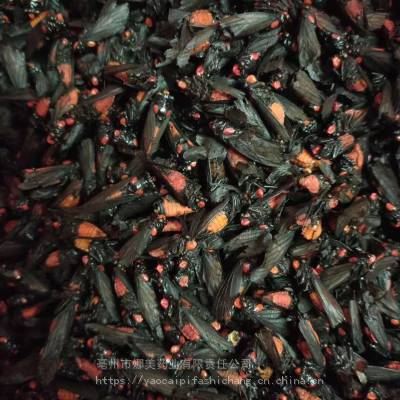 中药材红娘虫多少钱一斤