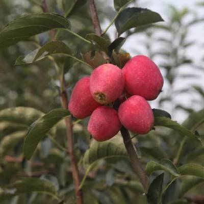 四川锦绣海棠苹果苗 塞外红苹果树苗 2到3公分鸡心果树