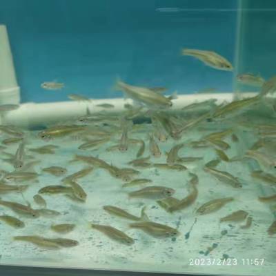 稀有鮈鲫(学名Gobiocypris rarus)鮈鲫属