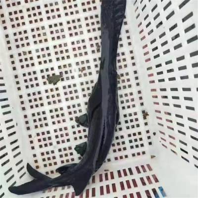 厦门供应美国鸭嘴鲟鱼苗出售快大生猛鸭嘴鱼苗鲟鱼苗