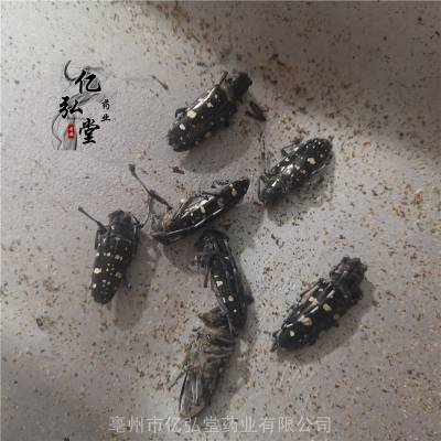 中药材天牛功效与作用 黑铁牛,蠰,啮桑,天蝼,啮发,天水牛,八角儿