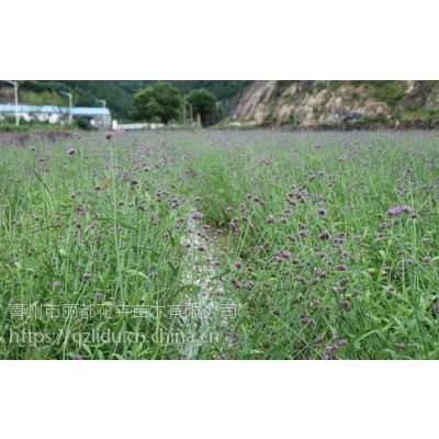 青州丽都柳叶马鞭草小苗种植基地