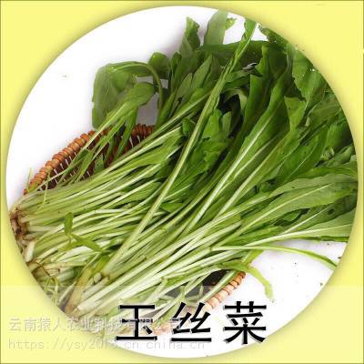 云南特产高原食材新鲜蔬菜玉丝菜批发 适合酒店餐馆家庭一件代发