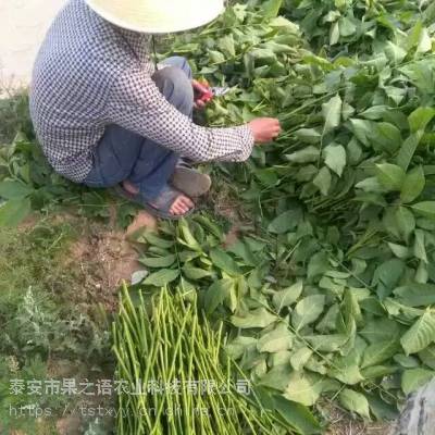 ۸1ź硢1ź綨