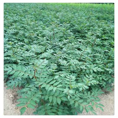 销售日本无刺花椒树苗 九叶青花椒树苗 多少钱一棵 无刺花椒树苗
