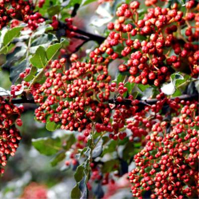 大红袍花椒苗昭通四川汉源花椒苗贵州大红袍花椒苗批发基地直供