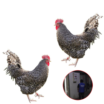 云南土鸡苗全国发货817肉杂鸡苗鸡苗价格行情铜仁土鸡苗价格