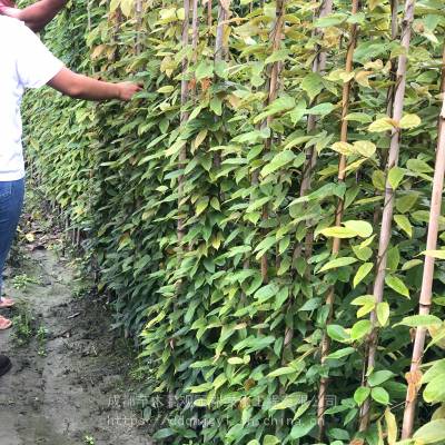 常春油麻藤价格 藤蔓植物油麻藤图片 不落叶的藤本植物 价格 厂家 中国供应商