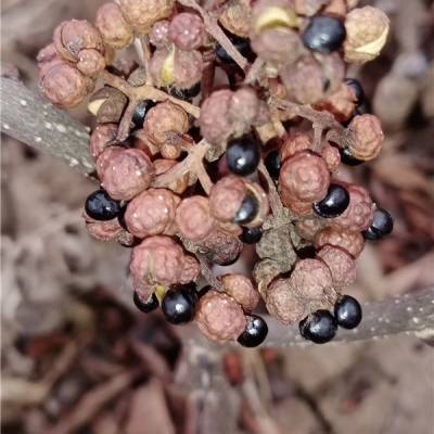 核桃苗_文冠果苗_樱桃树苗_白皮松 - 【绛县古绛镇绿舟苗木经销部】