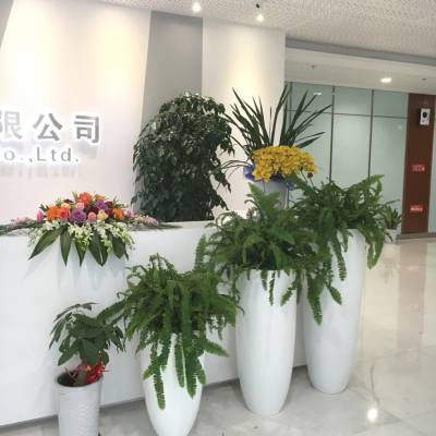 中山市办公室绿植租赁卉花出租长期室内植物租赁