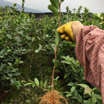 中国高产油茶之乡,良种油茶苗,杂交油茶树苗