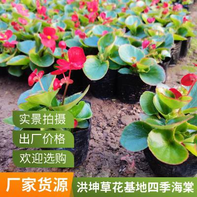 时令开花花卉 景区绿化花卉 厂区绿化花卉品种 园林绿化学校绿化草花种植 时令花卉