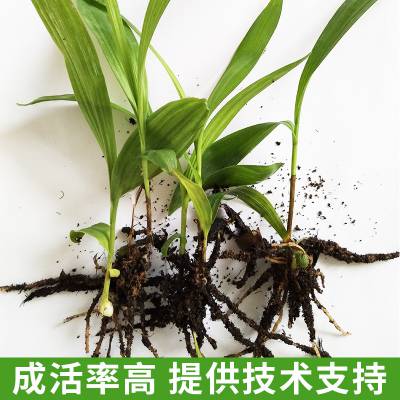 广西基地直供根系强健中药种苗大白芨苗 紫花三叉大白芨驯化苗