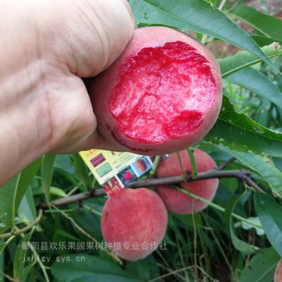 血桃苗 新品种南方桃王大红血桃 猪血桃苗 红肉红心桃子树苗 特色桃树品种红肉桃 红心桃苗