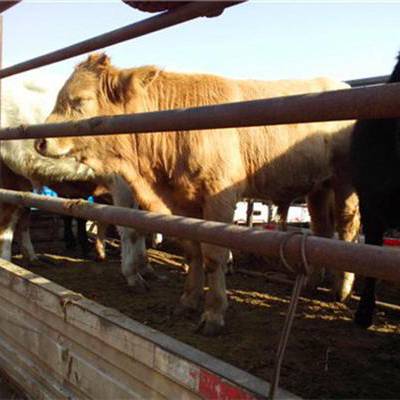 肉牛犊产地真便宜 河北肉牛犊产地大量批发