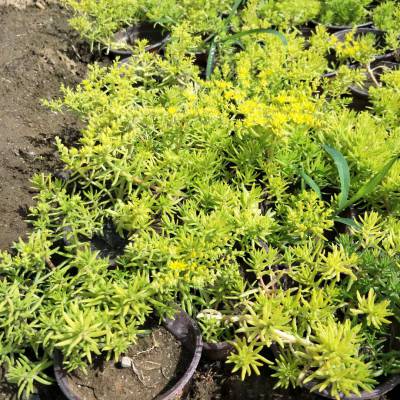 金葉佛甲草杯苗公園 廣場綠雕花卉佛甲草 黃金條佛甲草批發 宿根草花