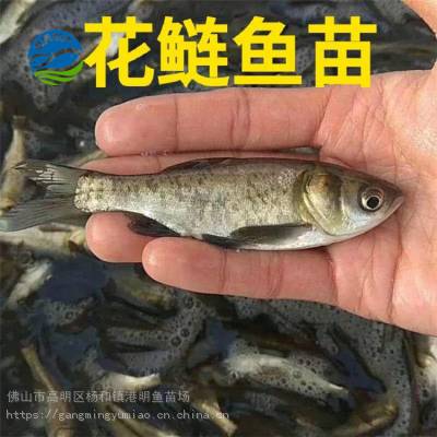 阳原市大量批发金鲢鱼苗 淡水胖头鱼苗批发各类种苗