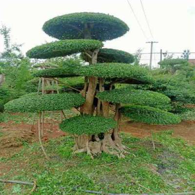 湖北对节白蜡盆景-20公分造型白蜡-3米冠幅