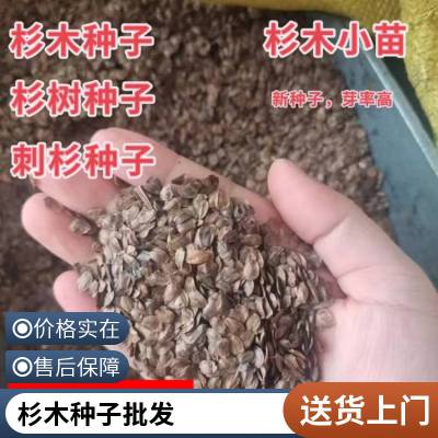 用材林树种刺杉种子 整理干净无杂质 杉木种植基地