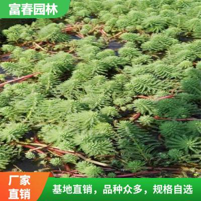 狐尾藻基地种植 别名布拉狐尾 凤凰草 景区园林地被绿化工程草