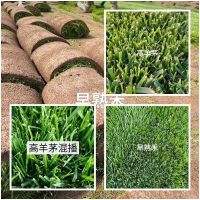 现货供应冷季型【早熟禾-四季青-高羊茅-剪股颖】草坪草皮