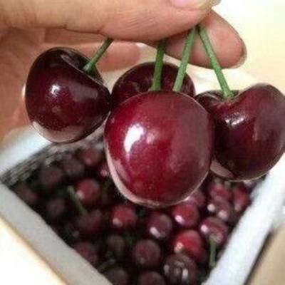 ӣ Ӧӣ ӣ۸