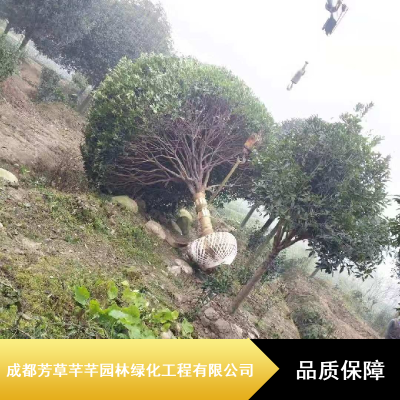 高杆桂花工程苗_行道绿化桂花_芳草芊芊15公分桂花现货