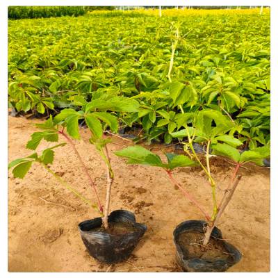 五叶爬山虎苗 五叶地锦的价格 五叶地锦种植基地