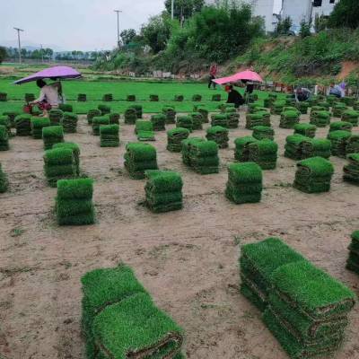 婁底草皮基地 廣東草皮批發 柳州草坪種植