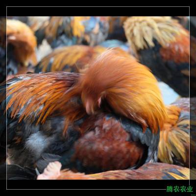 ͩݺëǮһũԶοͨ
