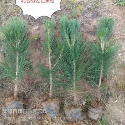 大量出售黑松高度80公分1米至1米2均有货荒山绿化苗木