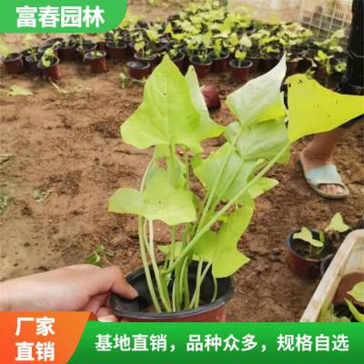 基地出售金叶薯 庭院花园花坛色块配植材料 园林布局地被绿化苗