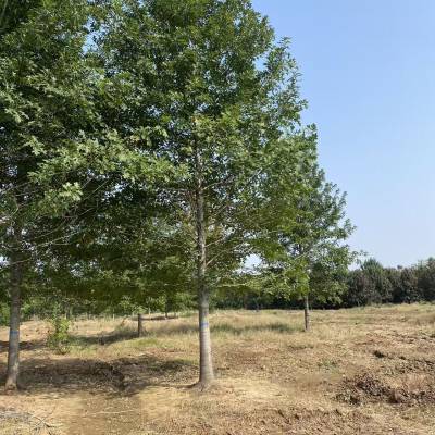 娜塔栎 15公分280.18公分450.20公分600.22公分800.25公分1300