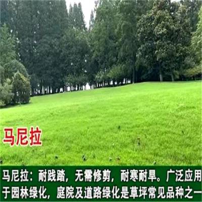 草种草籽厂家：为生态家园添绿增色批发草皮草籽