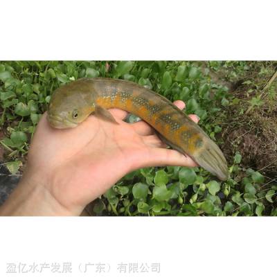  籨 ϲͷ 鱨
