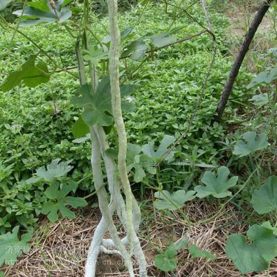 蛇瓜种子蛇豆角蛇丝瓜特菜瓜果盆栽食用瓜果蔬菜苗种孑