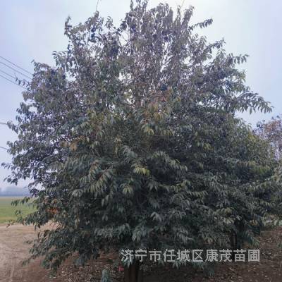 ҶŮ꣬3-6״ҶŮɽؼ۸