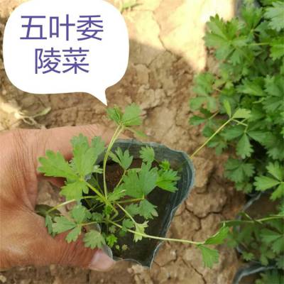 三叶委陵菜 五叶委陵菜小苗批发 庭院园林观赏地被植物 花镜配置花期长 花朵繁密