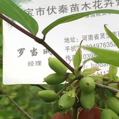 供应苦糖果丛生苗木高05-1.5米5万株